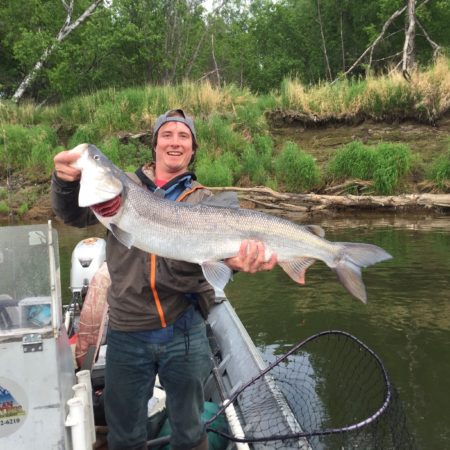 Sheefish - What is it? - Alaskan Adventures